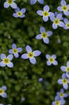 Bluets